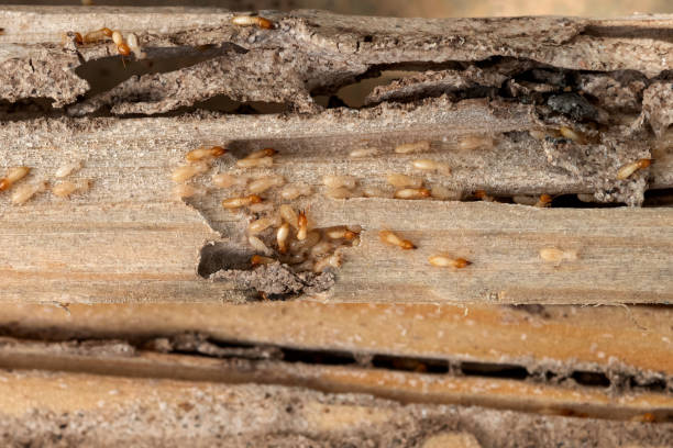 Professional Pest Control in Union Gap, WA
